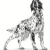 Royal Canin V-diet Perro Urinary Ageing 7+ X 1.5 Kg - Imagen 2