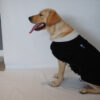 Ropa Perro Buzo Mpc Zuqui Talle 43 Calidad Premium - Imagen 4