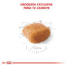 Royal Canin Breed Health Nutrition Caniche Adulto x 1 kg - Imagen 6