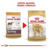 Royal Canin Breed Health Nutrition Bulldog Ingles Adulto x 12 kg - Imagen 8