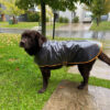 Ropa Perro Piloto Mpc Vinilico Transparente Talle 65 - Imagen 2