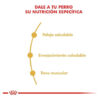Royal Canin Breed Health Nutrition Caniche Para Perro Adulto Sabor Mix En Bolsa De 3 kg - Imagen 6