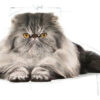 Royal Canin Feline Breed Nutrition Gato Persian x 1.5 kg - Imagen 5