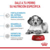 Royal Canin Size Health Nutrition Medium Puppy Perro Cachorro De Raza Mediana x1 kg - Imagen 5