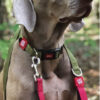 Correa Para Perros Resistente Fuerte Reflejante Gigwi