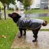 Ropa Perro Piloto Mpc Vinilico Transparente Talle 65 - Imagen 4