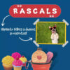 Juguete Para Gatos Rascals Pack De 3 Pelotas Surtidas - Imagen 8