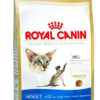 Royal Canin Feline Health Nutrition Siamese Gato Adulto x 1.5 kg - Imagen 2