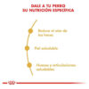 Royal Canin Breed Health Nutrition Bulldog Ingles Adulto x 12 kg - Imagen 5