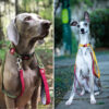 Correa Para Perros Resistente Fuerte Reflejante Gigwi - Imagen 5