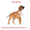 Royal Canin Raza Boxer Junior Perro Cachorro x 12 kg - Imagen 6