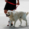 Correa Kong P/ Perro Reflectivo Nylon Ajustable Large 2 Mts - Imagen 9