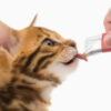 Catit Creamy Snacks Premium Para Gatos Sabor Atún X 4 Tubos x 40 gs - Imagen 9