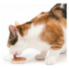 Catit Creamy Snacks Premium Para Gatos Sabor Atún X 4 Tubos x 40 gs - Imagen 7