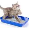Piedra Sanitaria Aglutinante Zootec P/gato Ultra Absorbente x 4kg Pack x 4 Unidades - Imagen 4