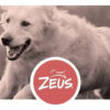 Juguete Mordillo Perro Zeus Bone Duo Con Sabor Coco 18 Cm - Imagen 5