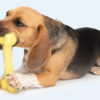 Juguete Mordillo Perro Zeus Bone Duo Con Sabor Coco 18 Cm - Imagen 2