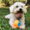 Juguete Perro Mega Pelota Water Action Cancat Color Naranja Con Azul - Imagen 2