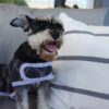 Ropa Perro Buzo Mpc Otto Talle 33 Calidad Premium - Imagen 6