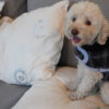 Ropa Perro Buzo Mpc Otto Talle 33 Calidad Premium - Imagen 5