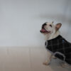Ropa Perro Buzo Mpc Otto Talle 33 Calidad Premium - Imagen 4