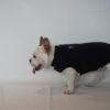 Ropa Perro Polar Mpc Moro Liviana Talle 48 Calidad Premium - Imagen 22