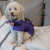 Ropa Perro Manta Mpc Baxer Impermeable C/corderito Talle 35 - Imagen 18