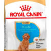 Royal Canin Poodles Puppy x 3kg