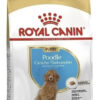 Royal Canin Poodles Puppy x 3kg - Imagen 2